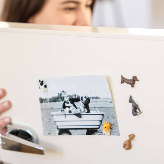 Colorful dog magnets