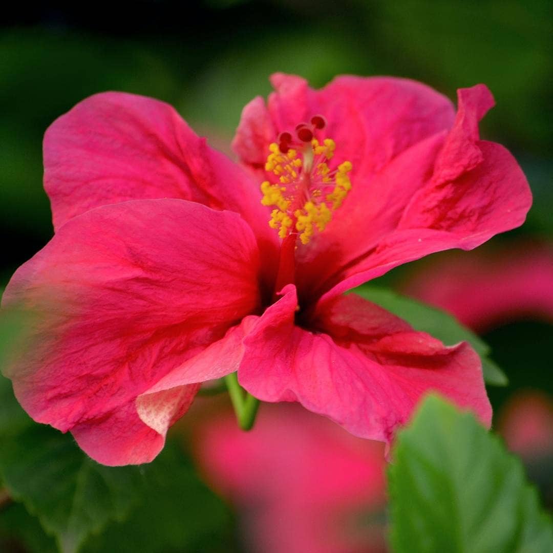 Aloha 'Aina - Hibiscus Passion Candle