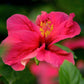 Aloha 'Aina - Hibiscus Passion Candle